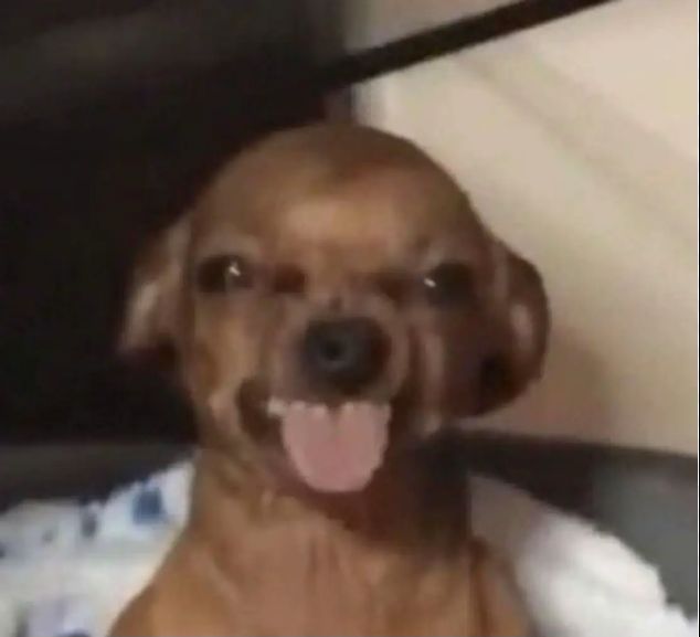 Pet in their forever home