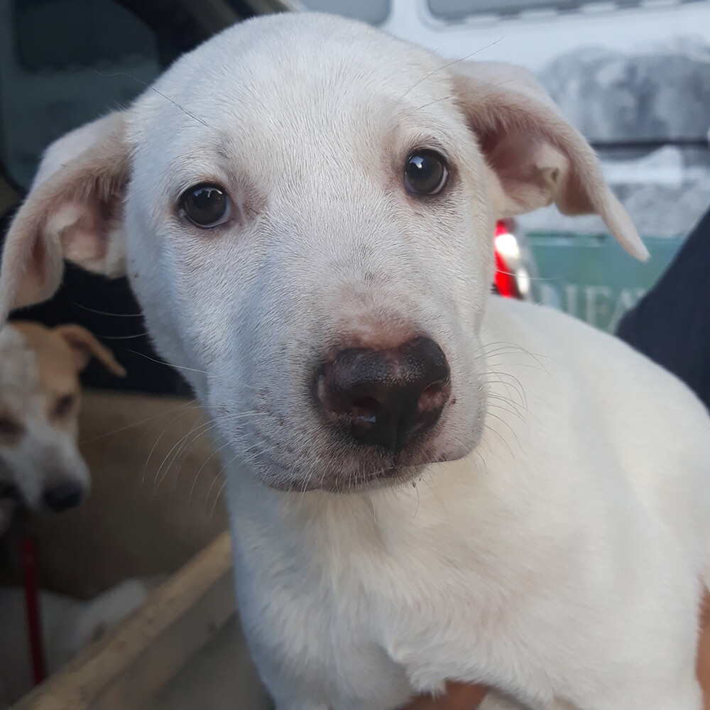 Pet in their forever home